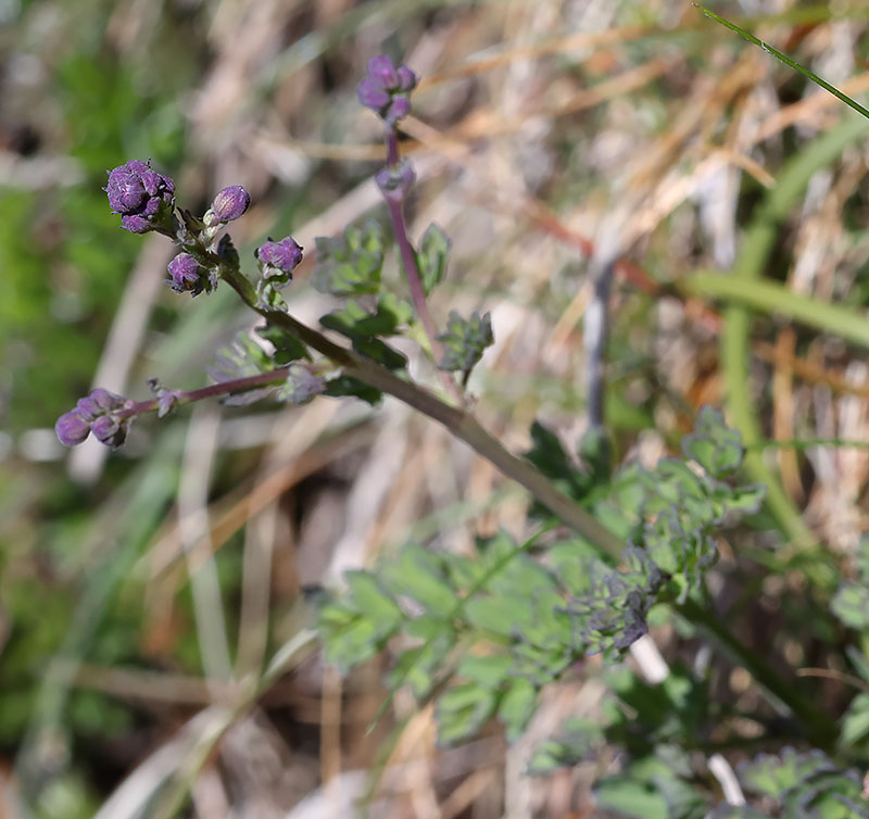 Leser meadow rue